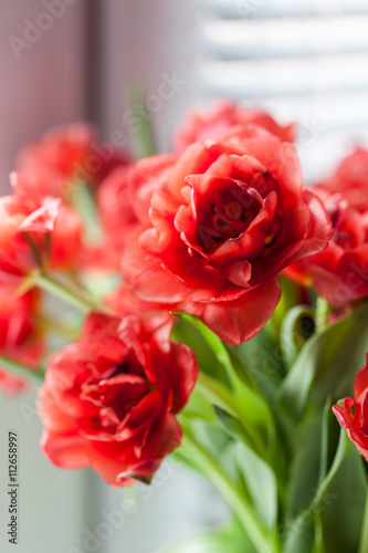 Red tulips closeup