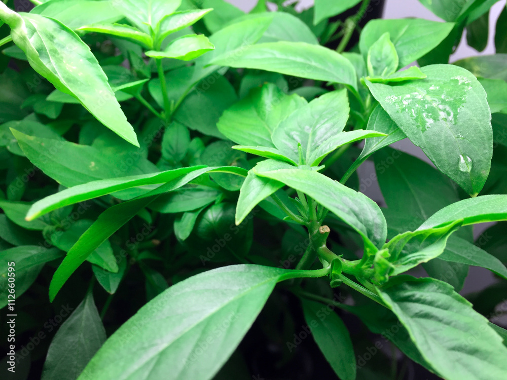 Basil leaves plant