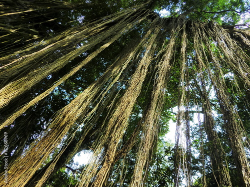 Dangling long tree vines seen from below