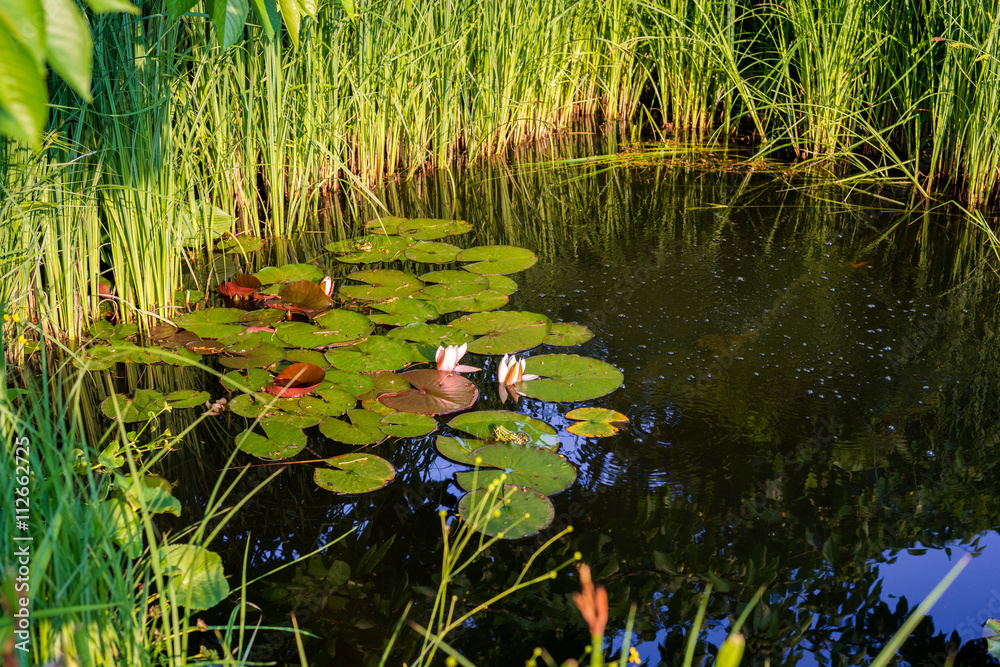 Gartenteich mit Seerosen und Wasserfröschen bzw. Teichfröschen Stock