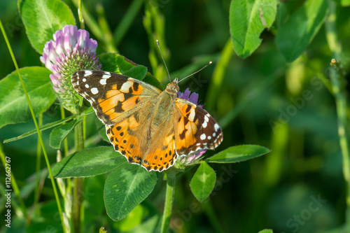 Distelfalter (Vanessa cardui) auf einer Kleeblüte auf einer grünen Wiese