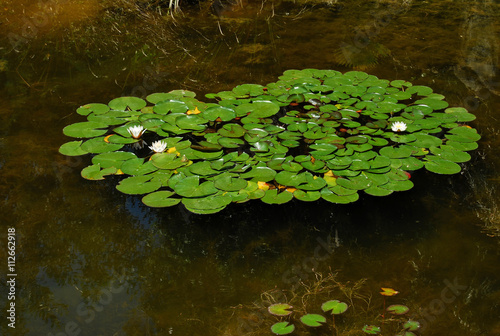 Nenúfar, loto, planta acuática, estanque, agua, flores © Maika