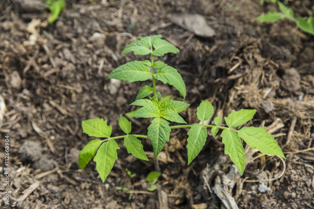 Peper seedling in greenhouse Peper seedling in greenhouse