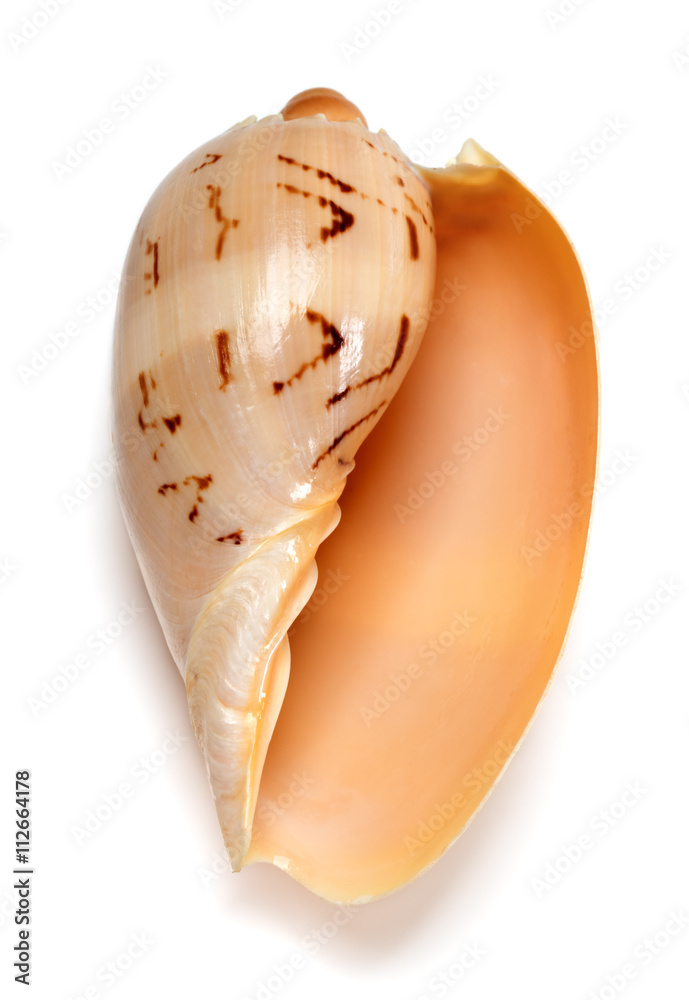 Seashell of Cymbiola Seashell of Cymbiola