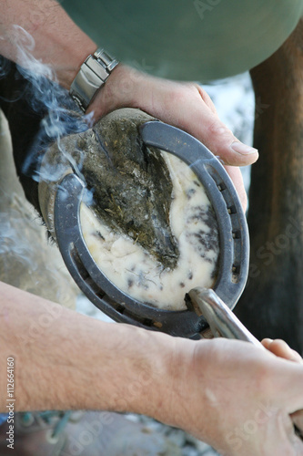 Hotshoeing a Horse – A farrier blacksmith applies a hot shoe to a horse's hoof. Smoke comes from the shoe burning the hoof.