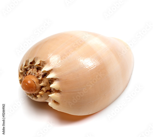 Shell of Cymbiola on white photo