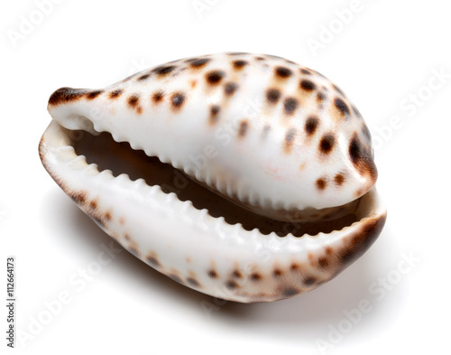 Fotografie Shell of Cypraea tigris on white