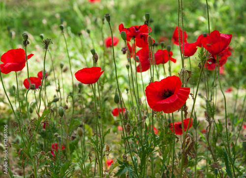Rote Mohnblumenwiese mit Sonnenlicht photo