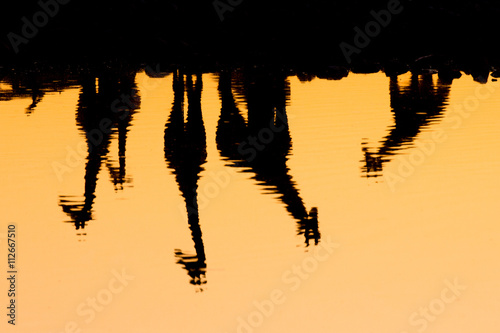 Giraffe reflections in a water hole at sunset, Etosha National Park, Namibia