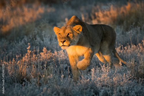 Lioness stalking prey in national park