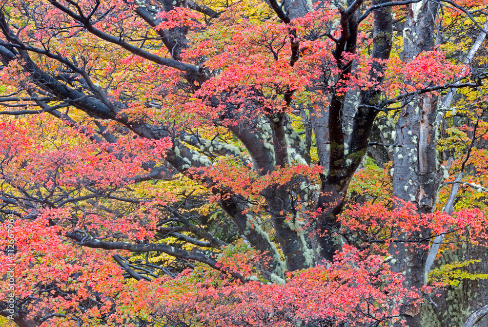 Lenga trees in peak autumn color Lenga trees in peak autumn color