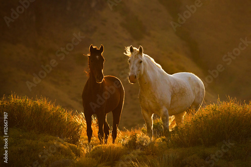 Horses on the Patagonian steppe, Argentina photo