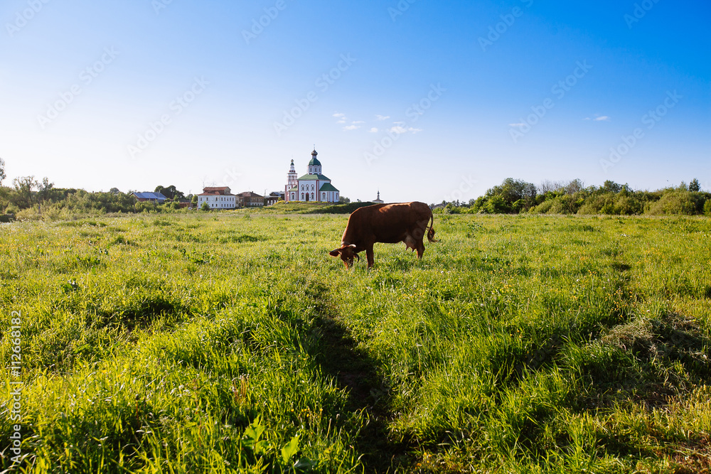 Curious cow on the meadow in summer sunset Curious cow on the meadow in summer sunset