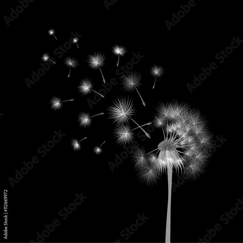 White dandelion on black background. Flying spores. Concept of wishing  tenderness and summer time.