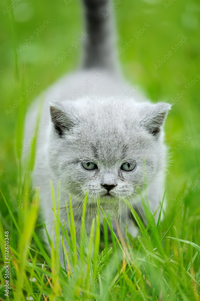 Cute kitten in the green grass