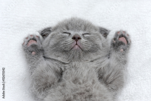 Kitten on white blanket