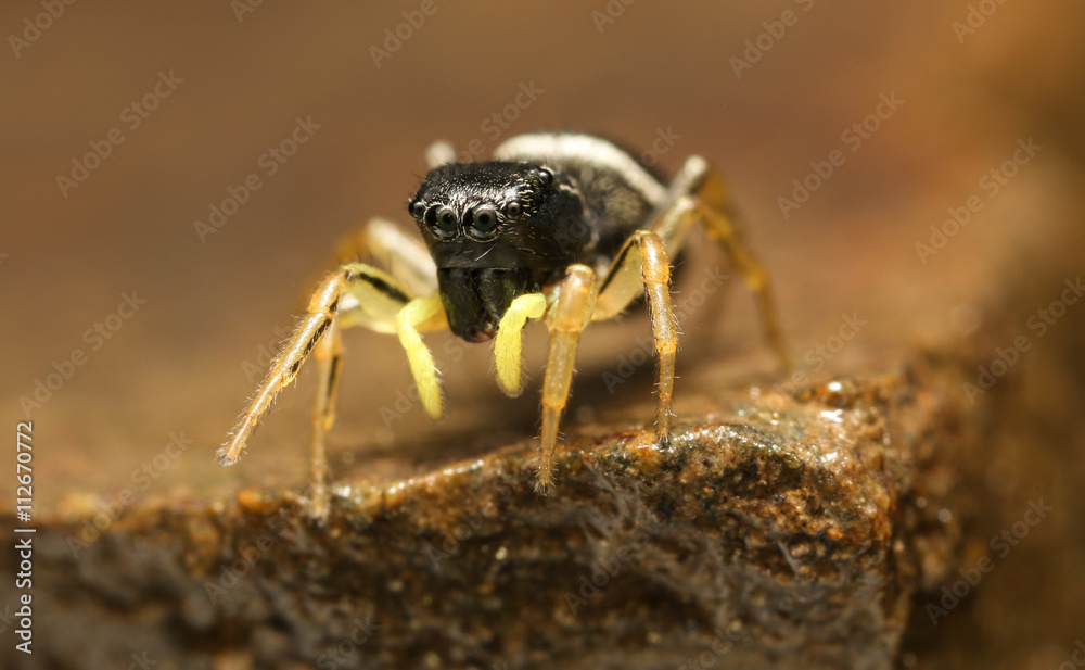 jumping spider extreme detail