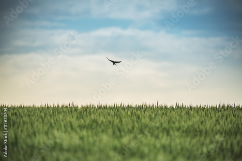 Swallow in flight over the field