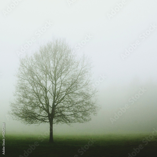 Lone tree on misty grassy landcsape photo