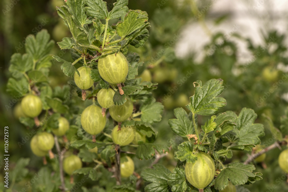 Gooseberry Gooseberry