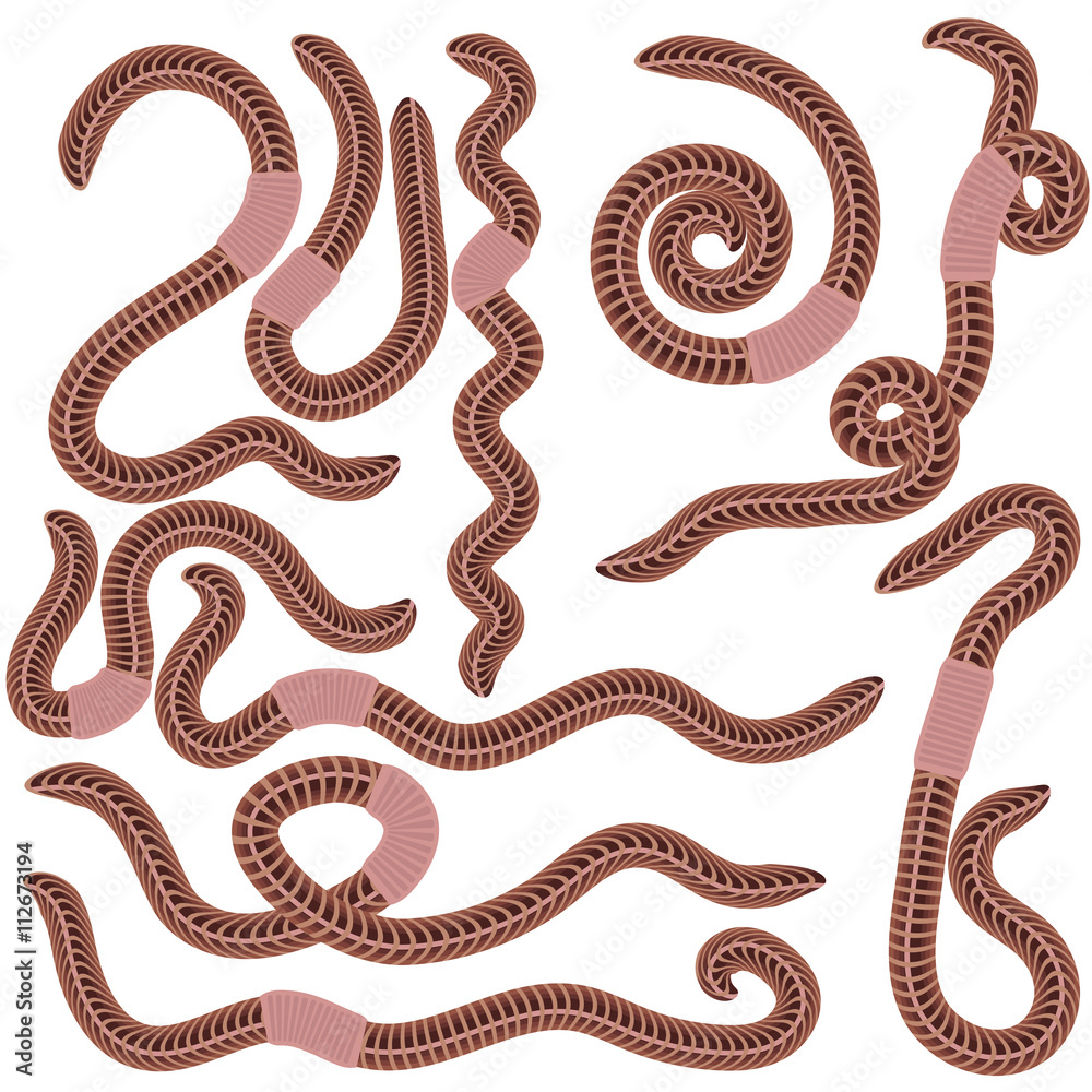 Fototapeta premium Animal Earth Red Worms for Fishing Isolated on White Background