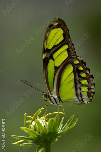 Close up of malachite butterfly perched on flower photo