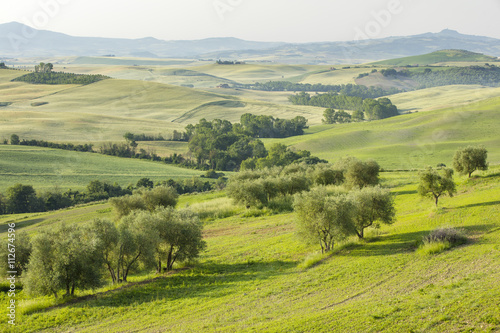 olive trees on the hills in summer morning in Tuscany in Italy