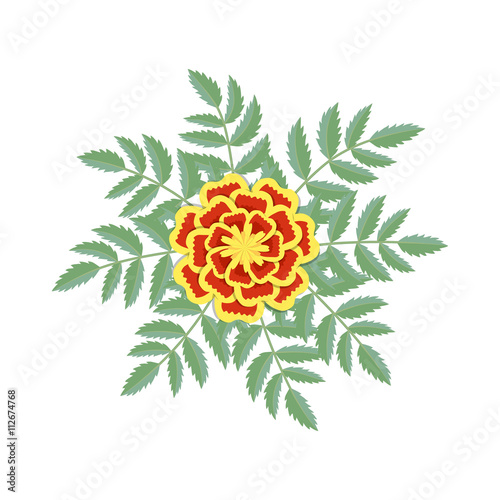 Tagetes patula flower. Vect...