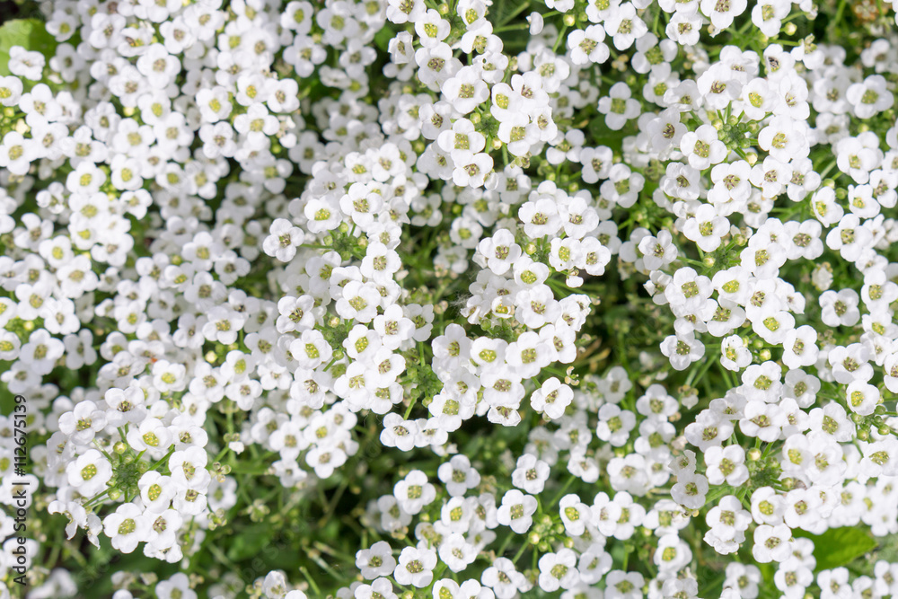 White flowers sweet-william field White flowers sweet-william field