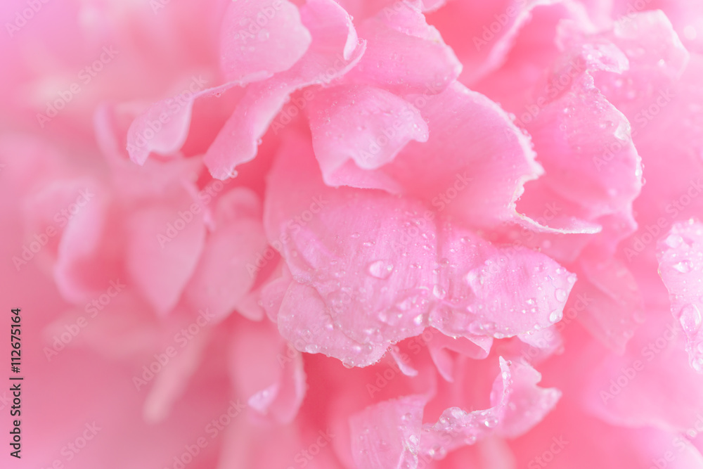 Tender wet pink peony flower macro background
