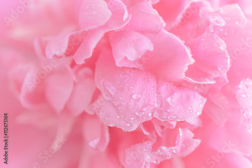 Fototapeta Naklejka Na Ścianę i Meble -  Tender wet pink peony flower macro background