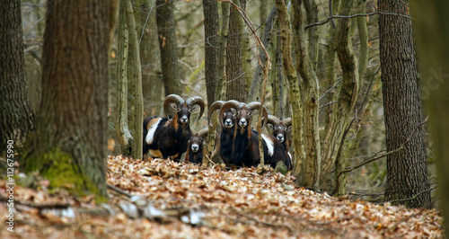 Canvastavla mouflons in forrest posing