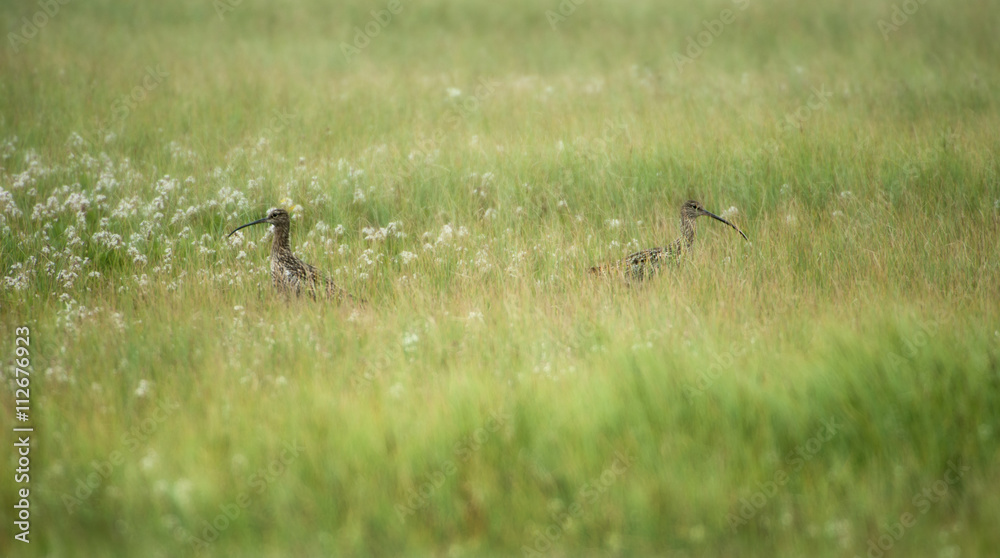 Scottish Birds in a Meadow Surrounded by Wildflowers Scottish Birds in a Meadow Surrounded by Wildflowers