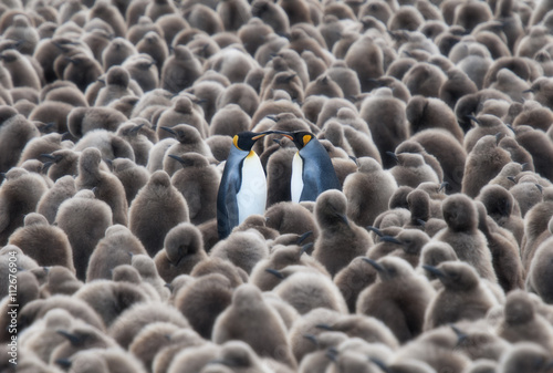 King Penguins in a Crowd