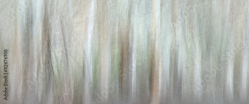 Long Exposure Abstract Forest Light