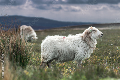 Welsh Sheep on Wild Hily Pastures photo