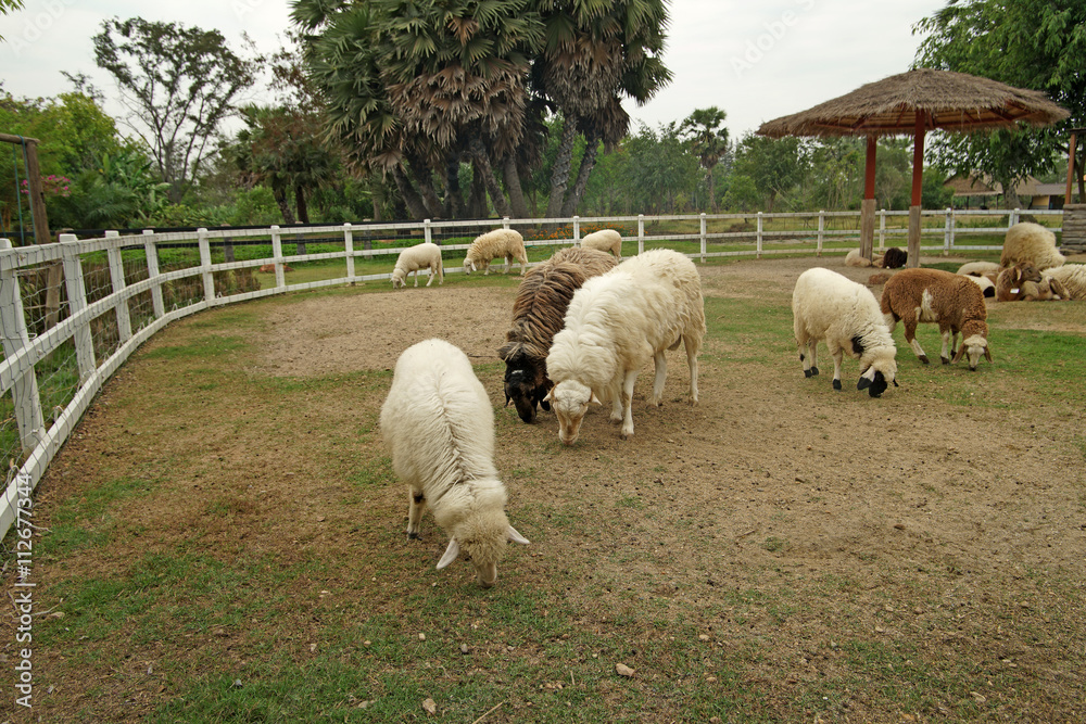 Obraz premium lamb in paddock