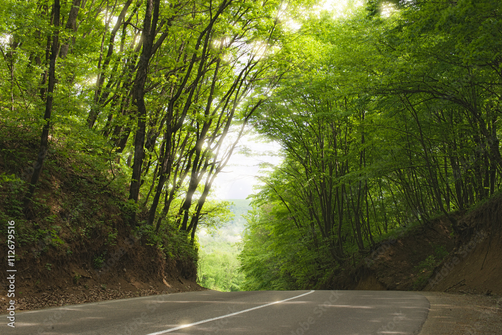 Obraz premium road in summer forest