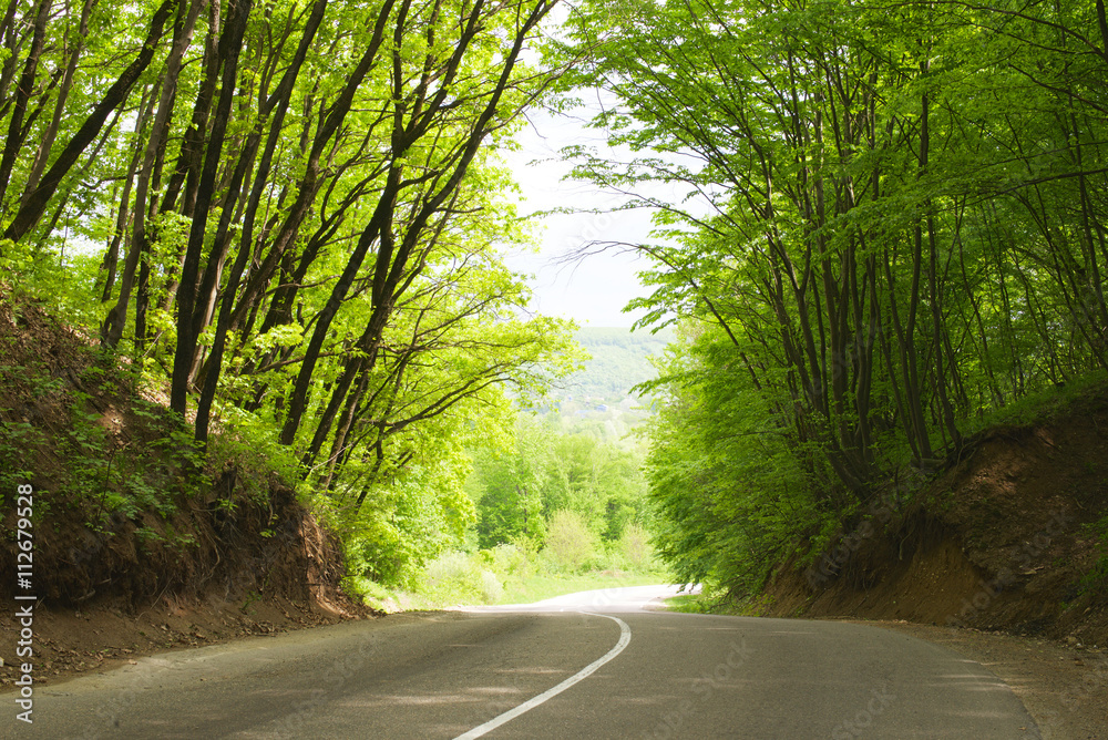 Obraz premium road in summer forest
