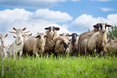 Stampa su tela Flock of sheep and goat on pasture in nature