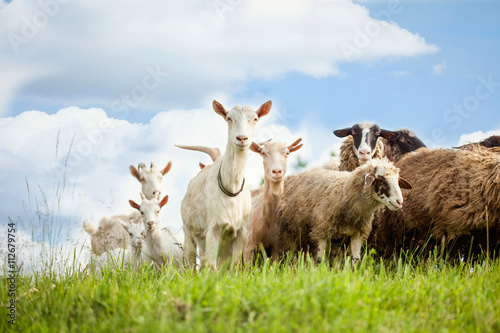 Flock of sheep and goat on pasture in nature