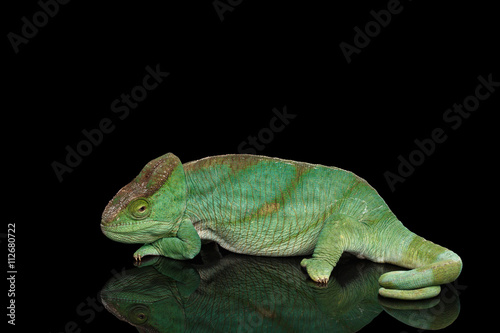 Parson Chameleon, Calumma Parsoni Orange Eye Rest on Mirror Isolated on Black Background, Side view