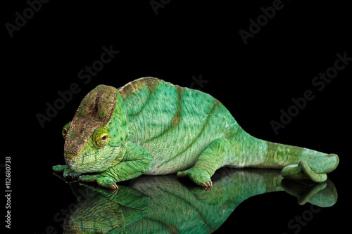 Parson Chameleon, Calumma Parsoni Orange Eye Rest on Mirror Isolated on Black Background