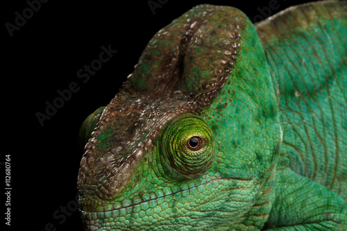 Closeup Head of Green Parson Chameleon, Calumma Parsoni Orange Eye Rest on Mirror Isolated on Black Background