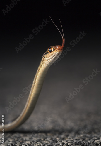 Peninsula Ribbon Snake (Thamnophis sauritus sackenii) flicking tongue, The Everglades, Florida, America, USA photo