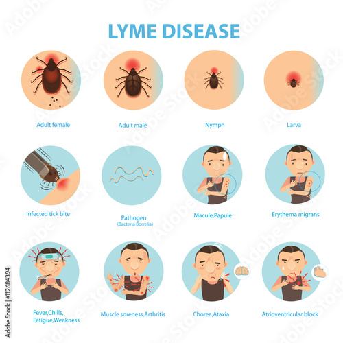 Lyme disease/Patients lyme disease and ticks. vector illustration
