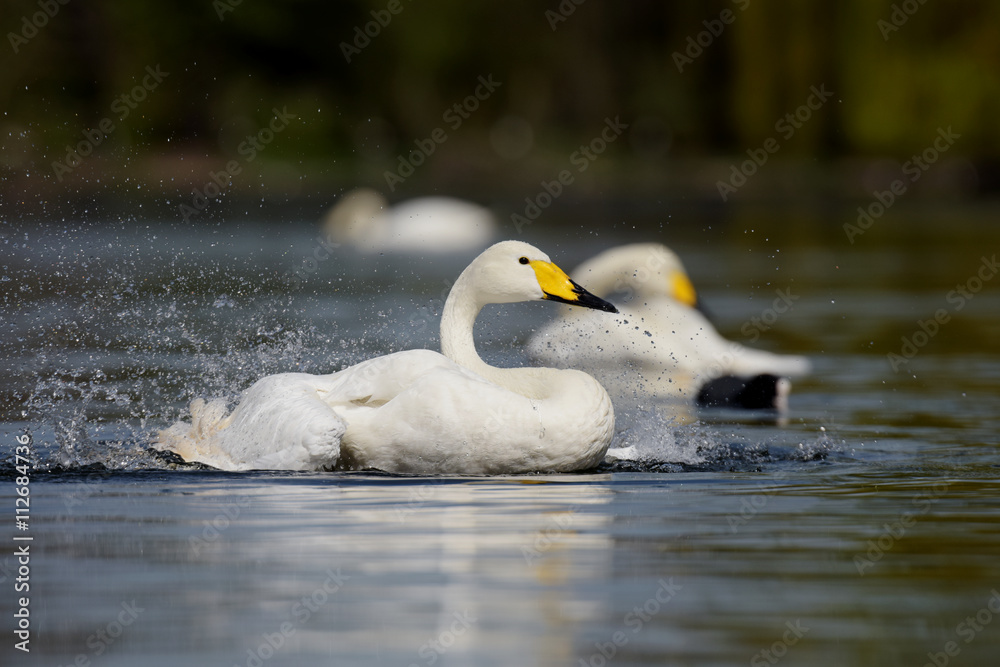 Naklejka premium Whooper Swan, Cygnus Cygnus