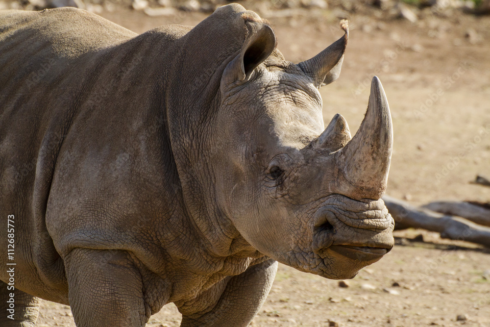 Fototapeta premium Southern White Rhino