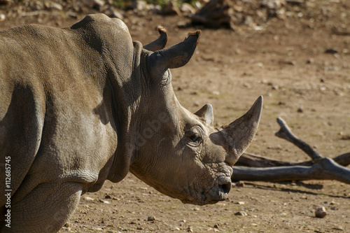 Southern white rhino, white rhinoceros