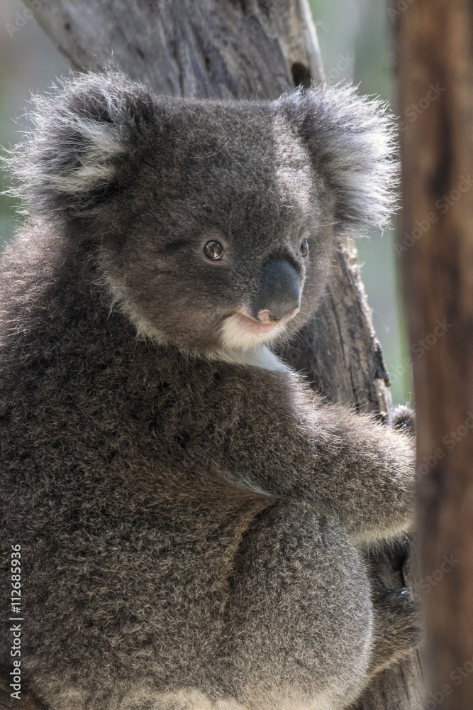 Fototapeta premium Koala perching on the tree trunk